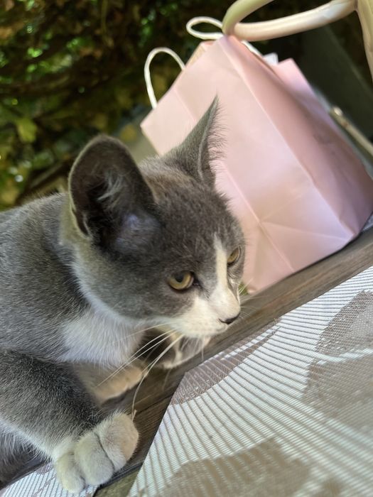 Шукає дім котик-підліток!