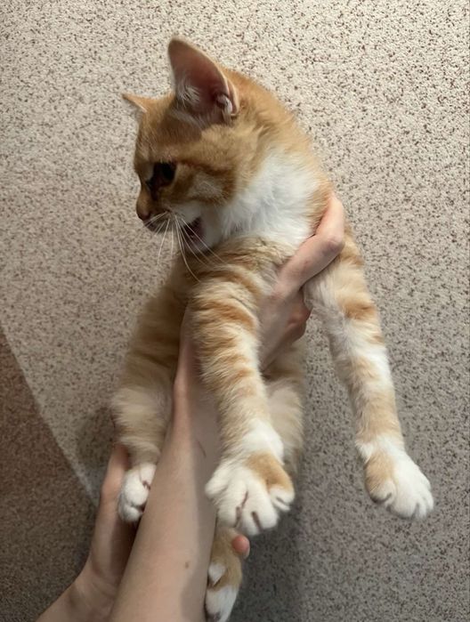 Кошенята в люблячу родину, Чернівці, подаруємо