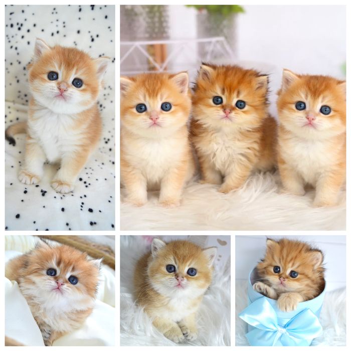 Британська золота шиншила