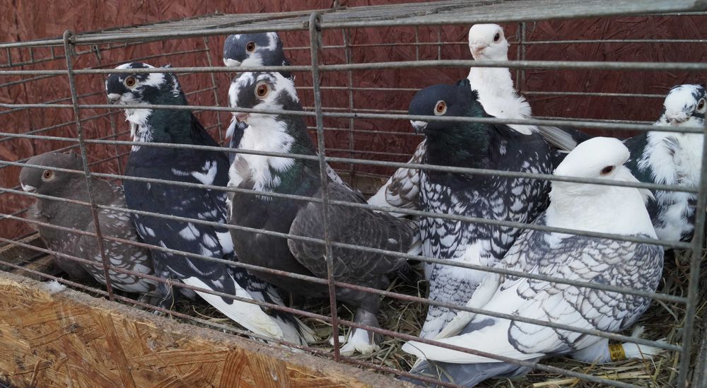 Blondynety satynety mewka orientalna mewki gołębie samce samice para