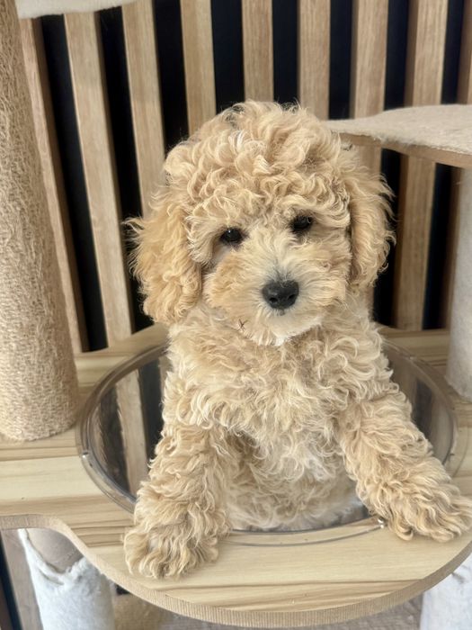 Bichpoo Poochon suczka maltipoo pudel toy