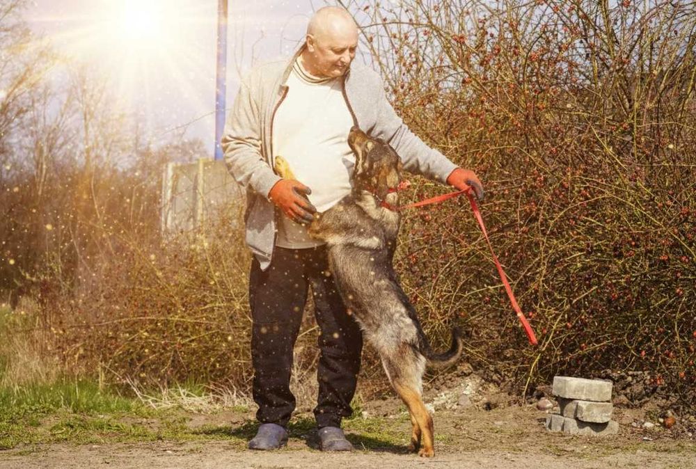 ALEK - fajny, łagodny psiak