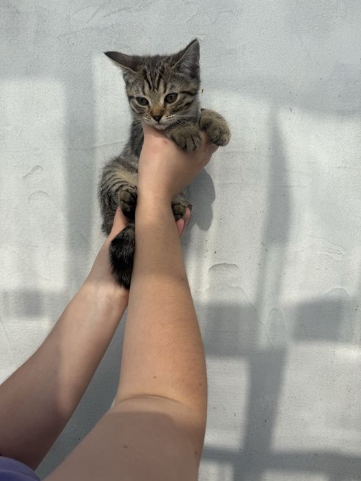 Кошенята в добрі руки