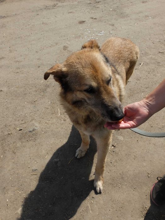 Szukasz przyjaciela na 4 lapach? Dostojny Major oczekuje na propozycje adopcji :)