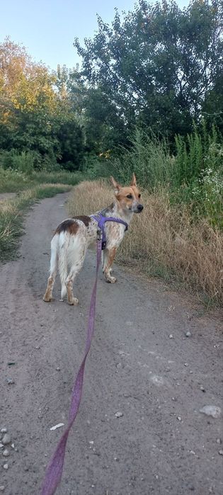 Зооготель | Перетримка собак у кінолога | Дресирування з проживанням