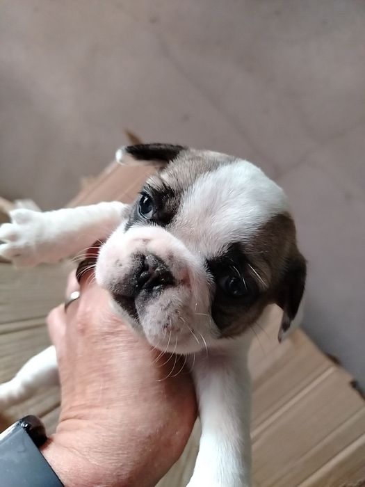 Lindíssima buldogue francês