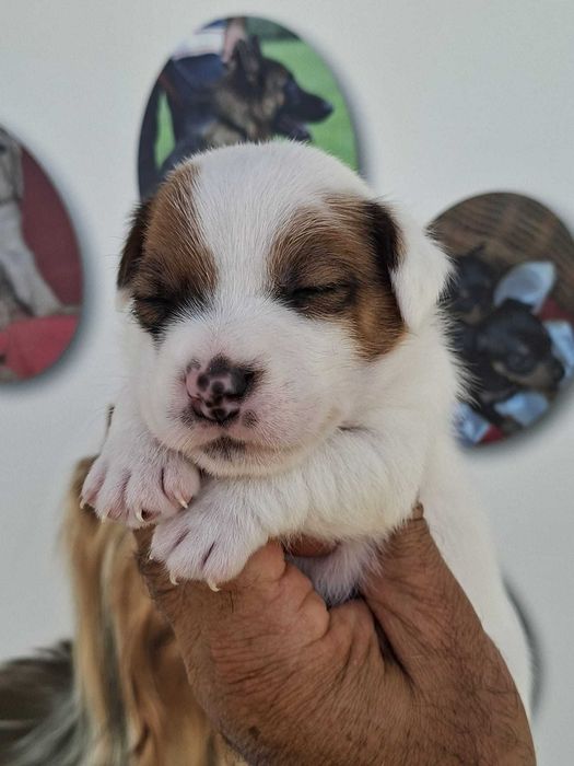 Jack Russel Terrier com LOP