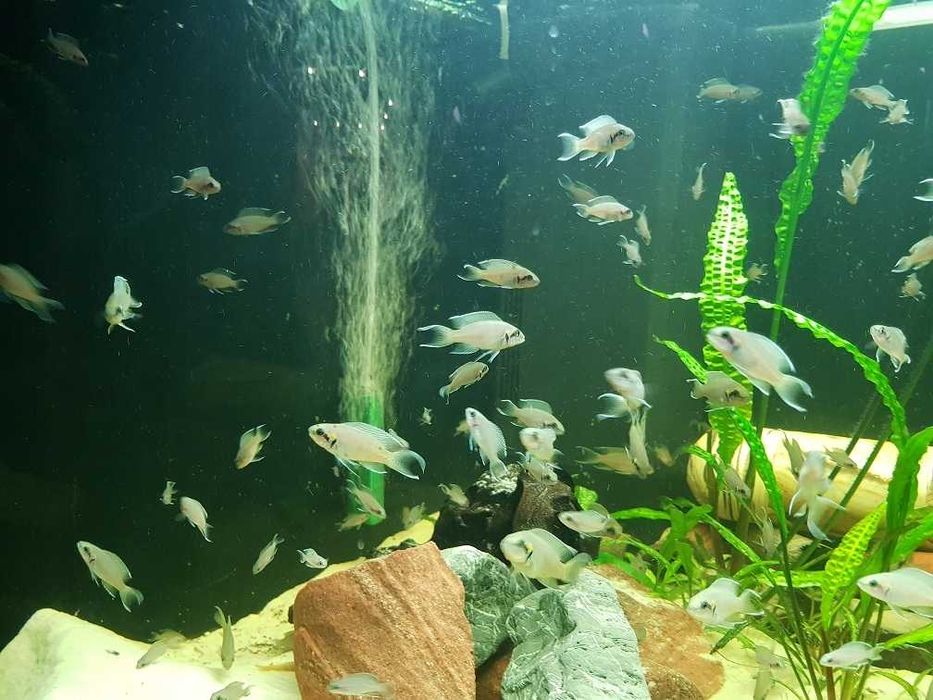 Księżniczka z Burundi