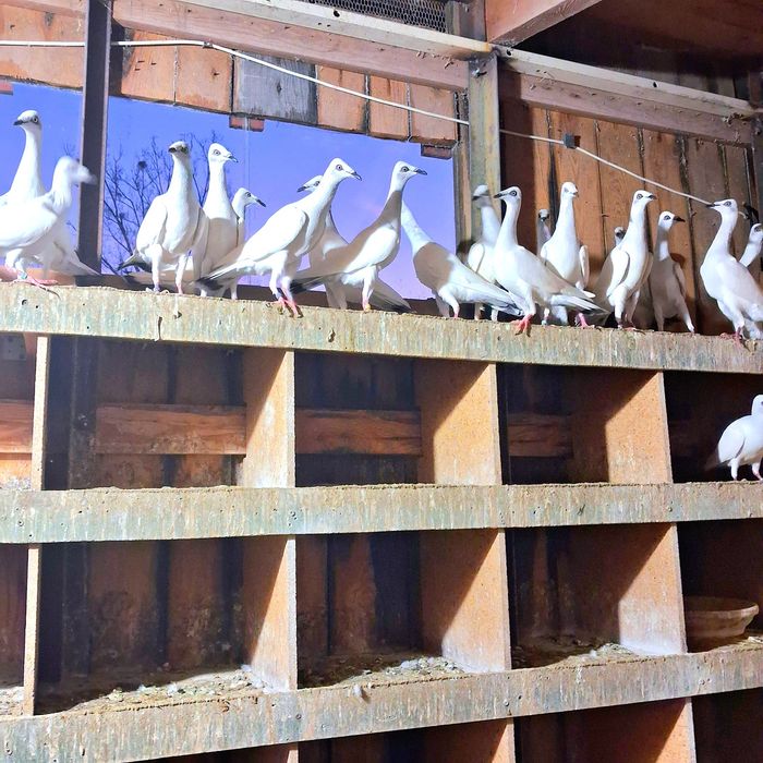 Lot jasnych  sprzedam