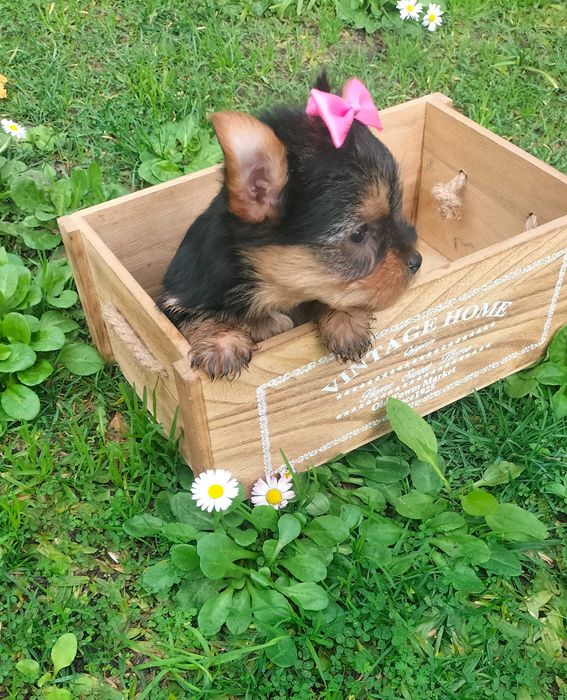 Yorkshire Terrier fêmea