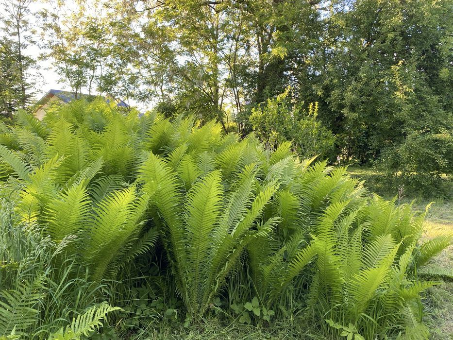Paproć ogrodowa sadzonka nadwyżka