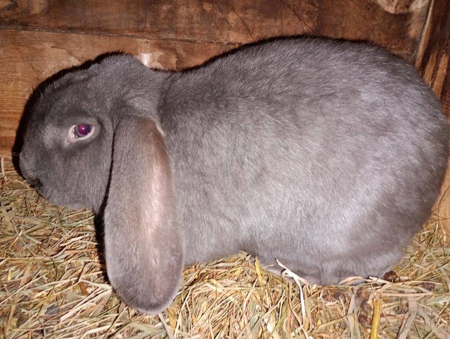 Baran francuski niebieski (samce)