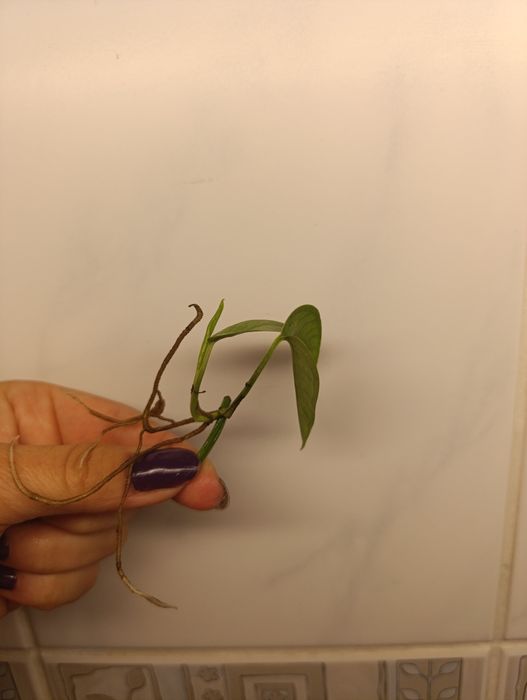 Epipremnum Cube Blue