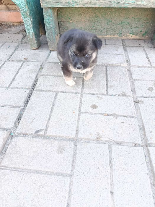 Отдам щенков мама Хаски папа нетзвестный