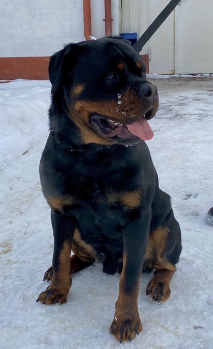 Вязка  Ротвейлер великий кобель.