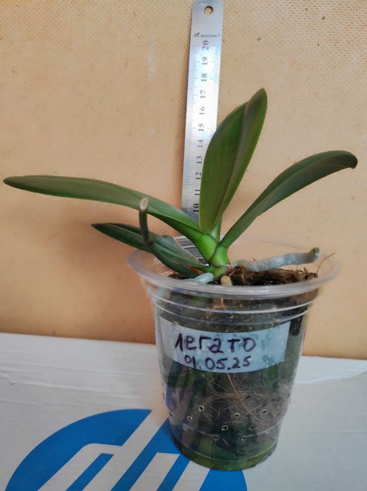 Орхідея Легато, підліток