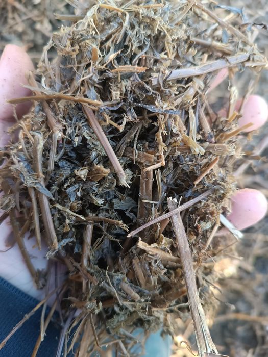 Kiszonka z lucerny