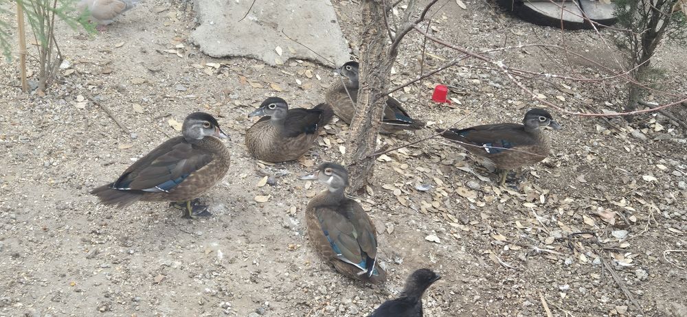 Patos carolino machos