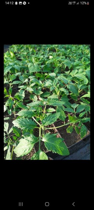 Rozsada warzyw, sadzonki,  pomidory, papryka.