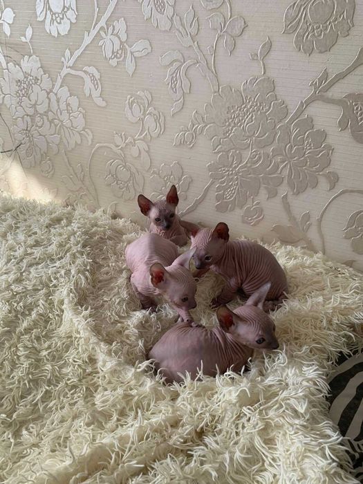 Донской сфинкс вязка