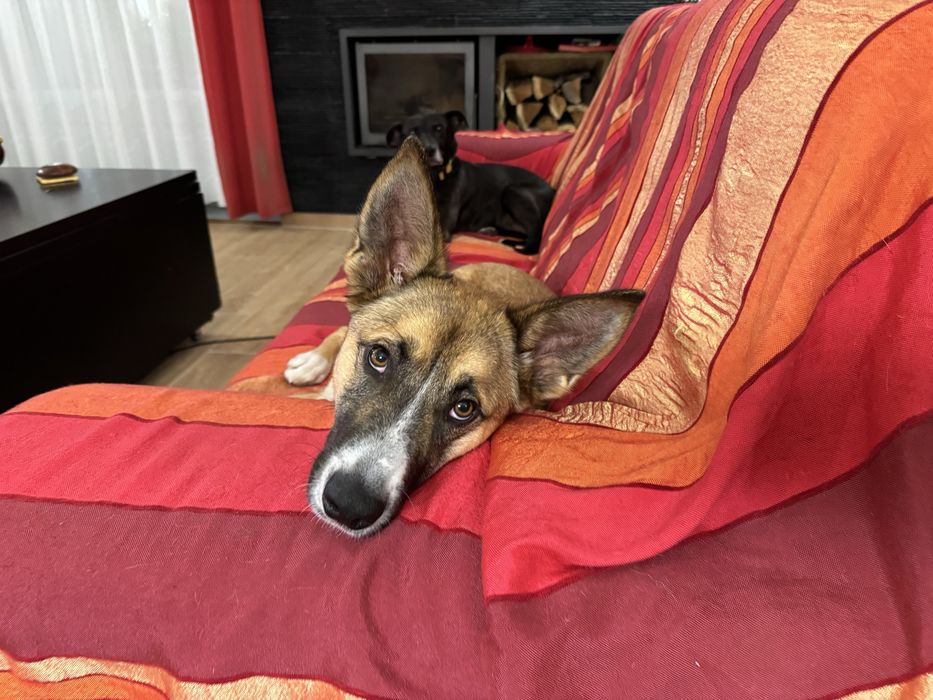Cachorrao 1 ano dá-se bem com caes e gatos