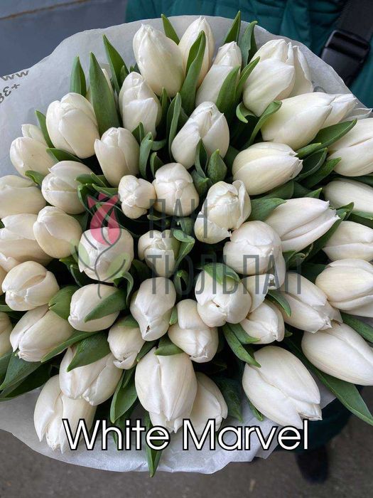 Тюльпани ОПТОМ Український Голандський, під 8 березня Пан Тюльпан