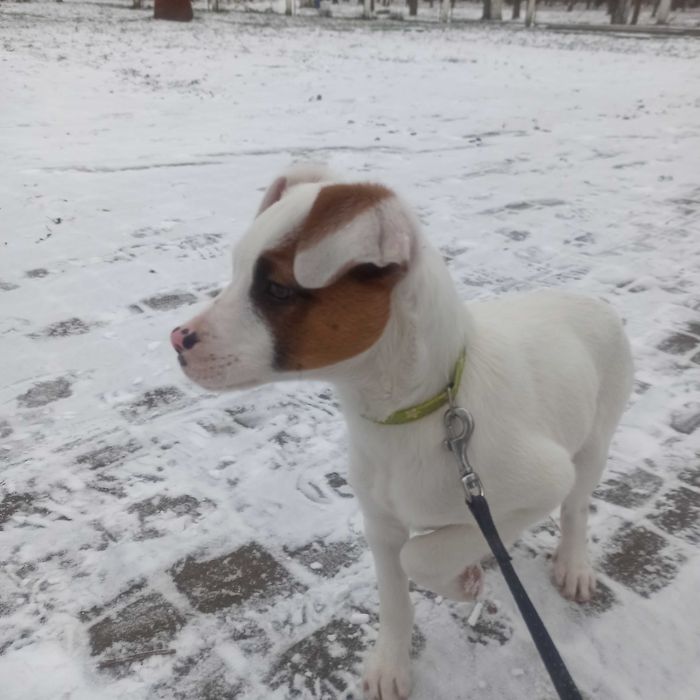 Собачка у добрі руки