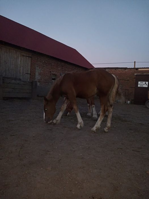 Sprzedam Źrebaki odsadki