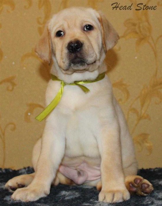 Лабрадор ретривера