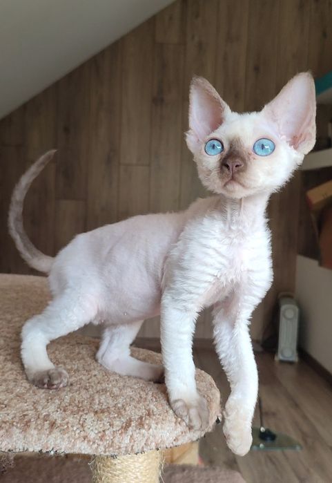 милі і ніжні дівчатка Devon-Rex