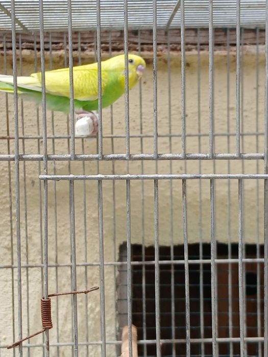 Lindos Piriquitos
