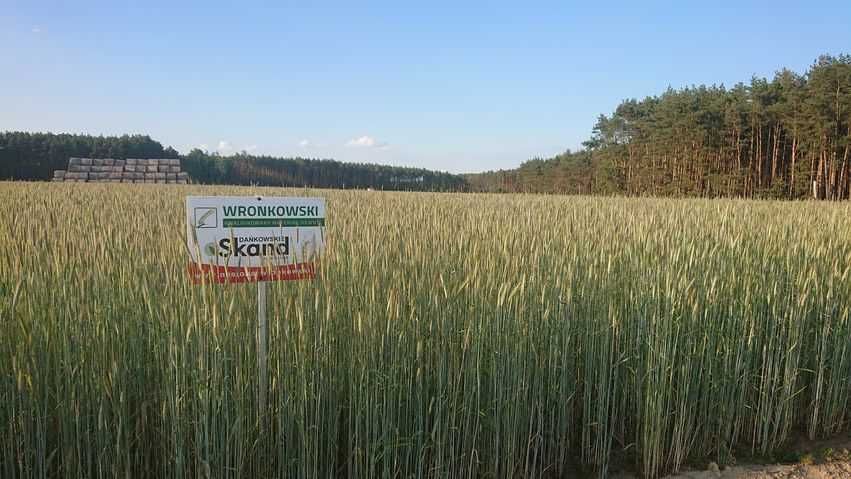Żyto ozime Dańkowskie SKAND