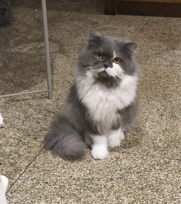 Gatinho Persa fabuloso