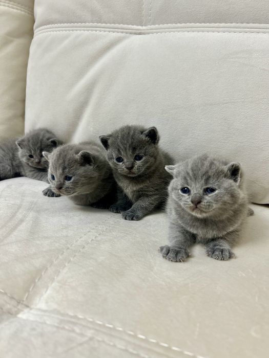 Британські кошенята