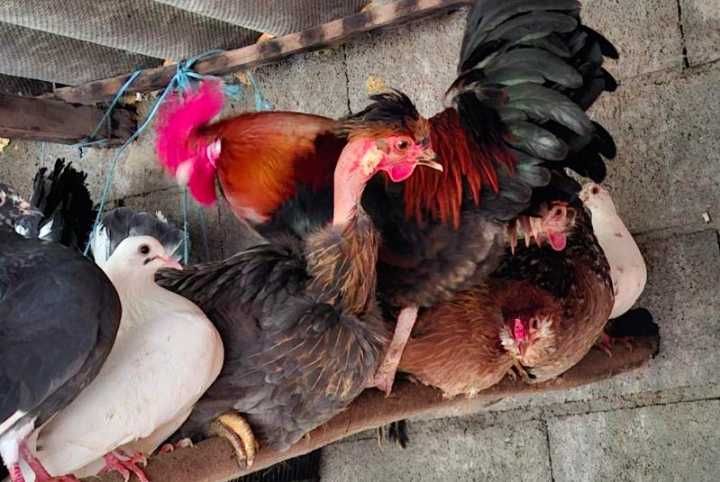 Perus  galinhas gansos garnizas