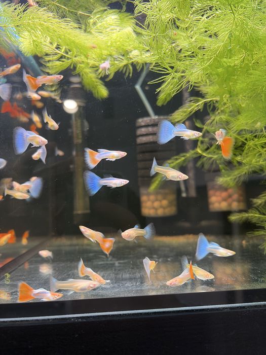 Gupik Topaz Albino