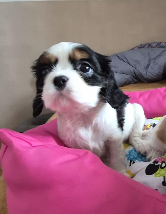 Cavalier suczka wychowana przez behawioryste.