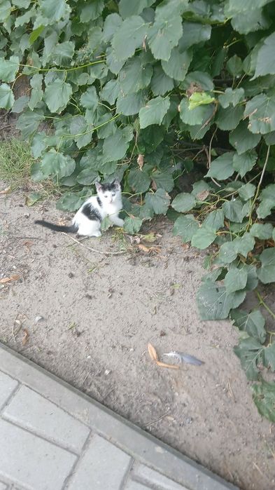 Oddam kotki w dobre ręce