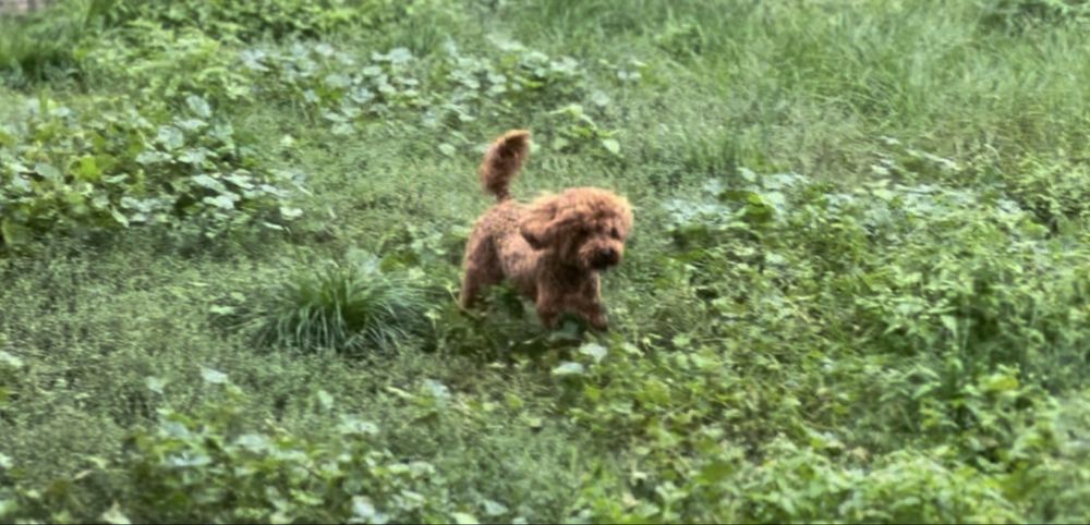 Pudel toy red brown