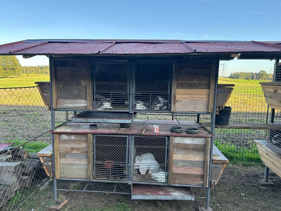 Sprzedam króliki – młode i dorosłe, samce i samice!