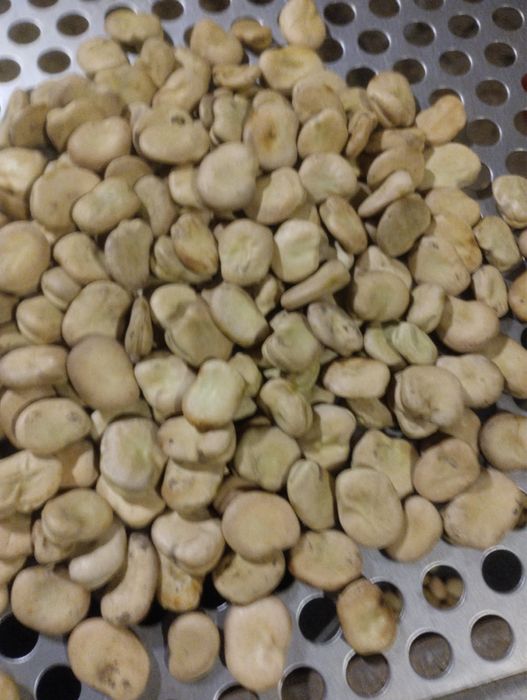 Sprzedam bób Bachus