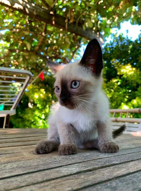 gatinho bebé 2 meses siames