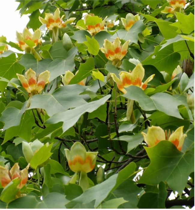 Дерево тюльпанове 10 років