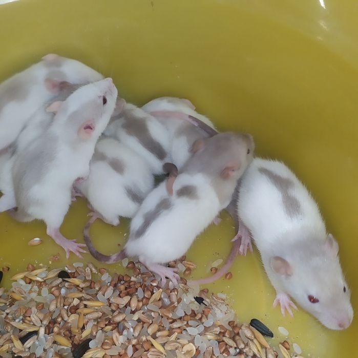 Сиамские мальчики и черная девочка