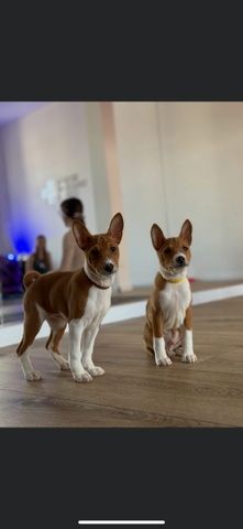 Piesek  rasy Basenji