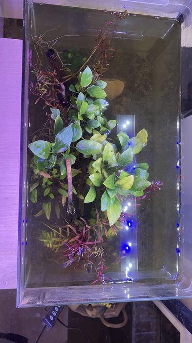 Plantas, rochas, troncos de aquario