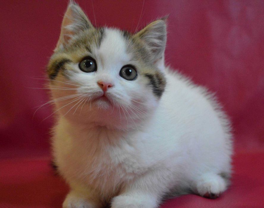 Шотландське кошеня (хлопчик)