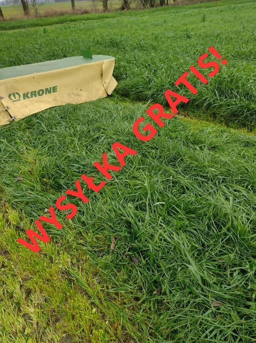 Mieszanka traw łąkowych, nasiona paszowe, eko, dobra cena wysyłka gratis!