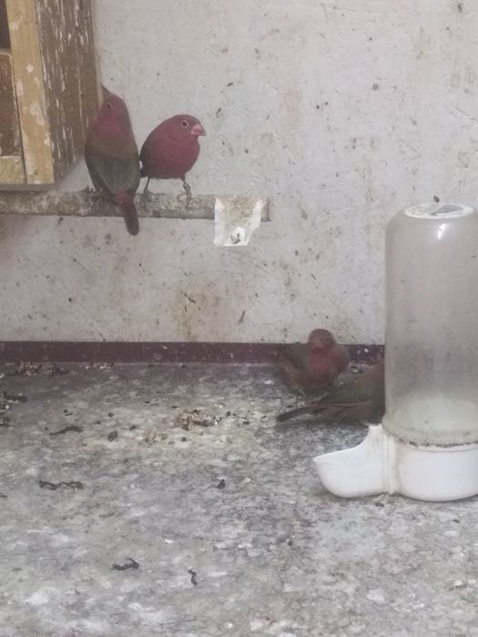 amarant mały samiec