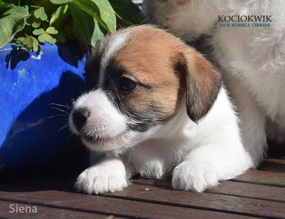 Jack Russell Terrier - suczka SIENA z rodowodem ZKwP